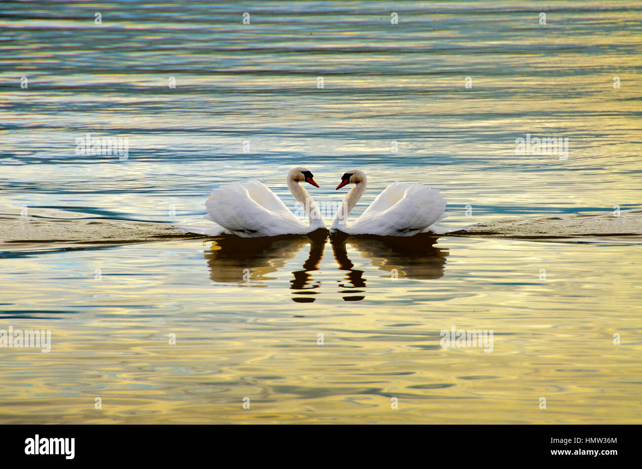 Love Swans - Swans Making A Heart Stock Photo