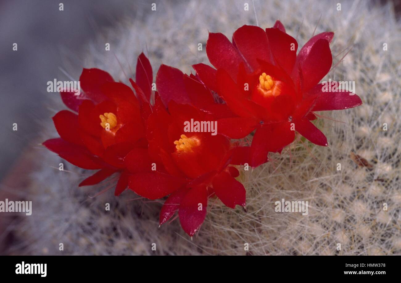 Scarlet ball cactus (Brasilicactus haselbergii) flowers, Cactaceae. Stock Photo