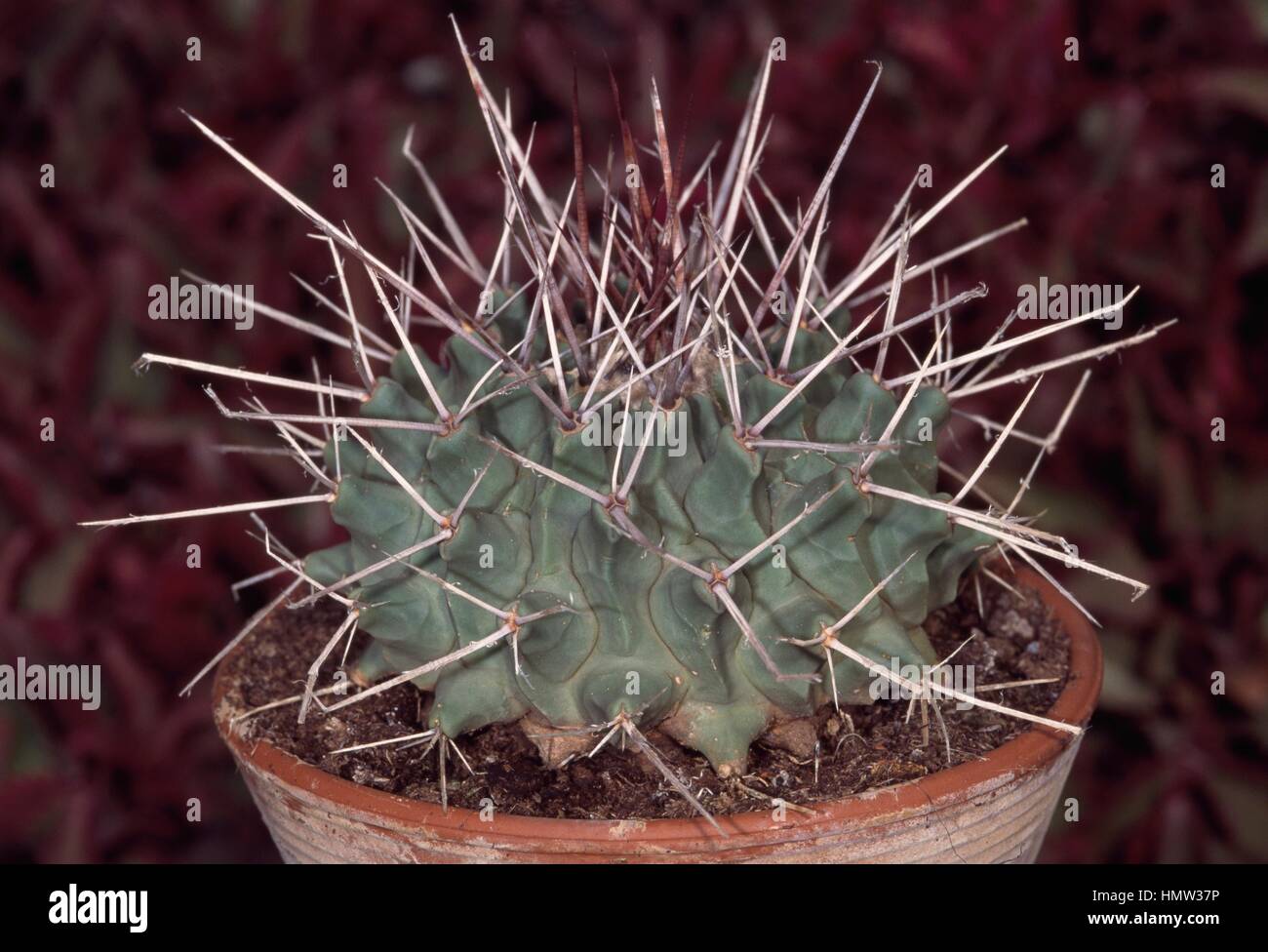Thelocactus sp, Cactaceae Stock Photo - Alamy