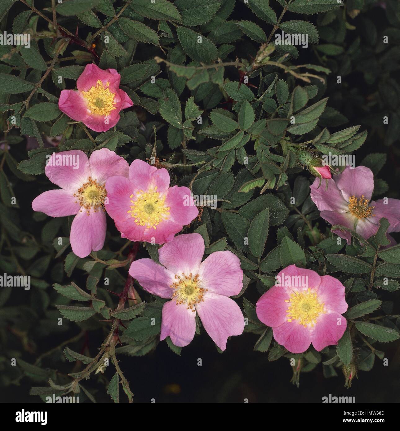 Botany Rosaceae. Apple rose (Rosa villosa Stock Photo Alamy
