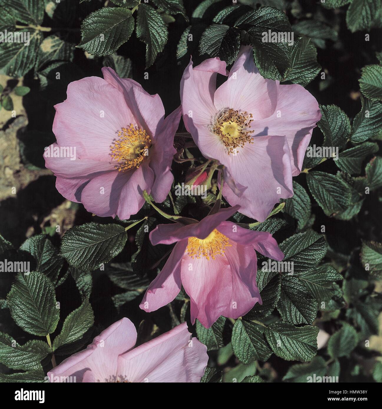 Botany - Rosaceae. Hybrid rugosa Frau Dagmar Hastrup Rose Stock Photo