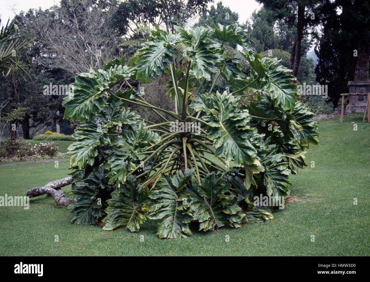 Panda Plant (Philodendron bipinnatifidum), Araceae Stock Photo Alamy