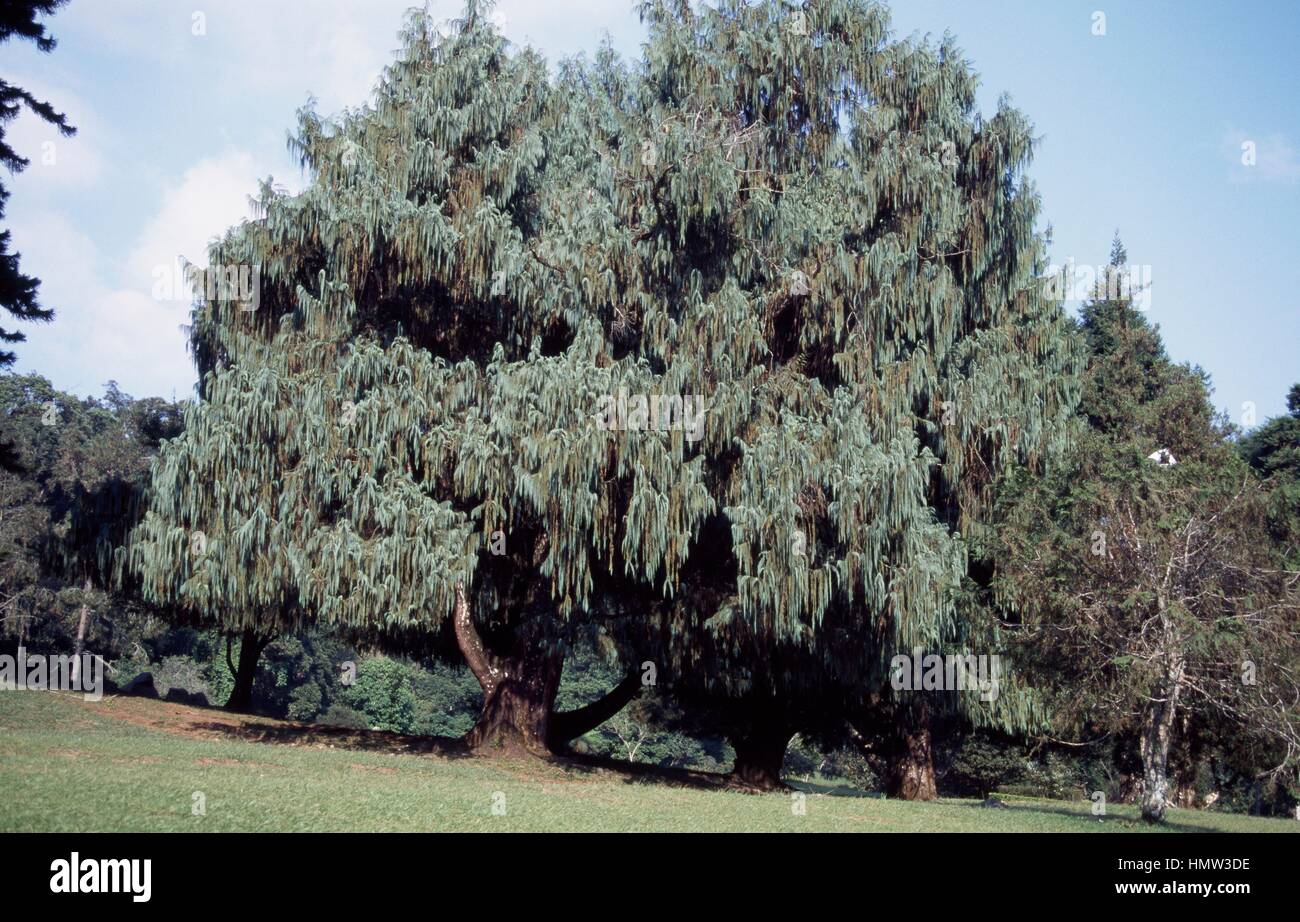 Kashmir Cypress (Cupressus cashmeriana), Cupressaceae. Stock Photo