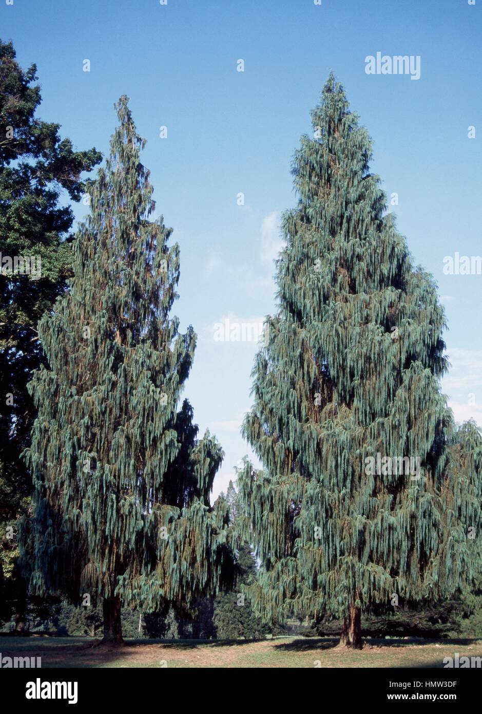 Specimens of Kashmir Cypress (Cupressus cashmeriana), Cupressaceae. Stock Photo
