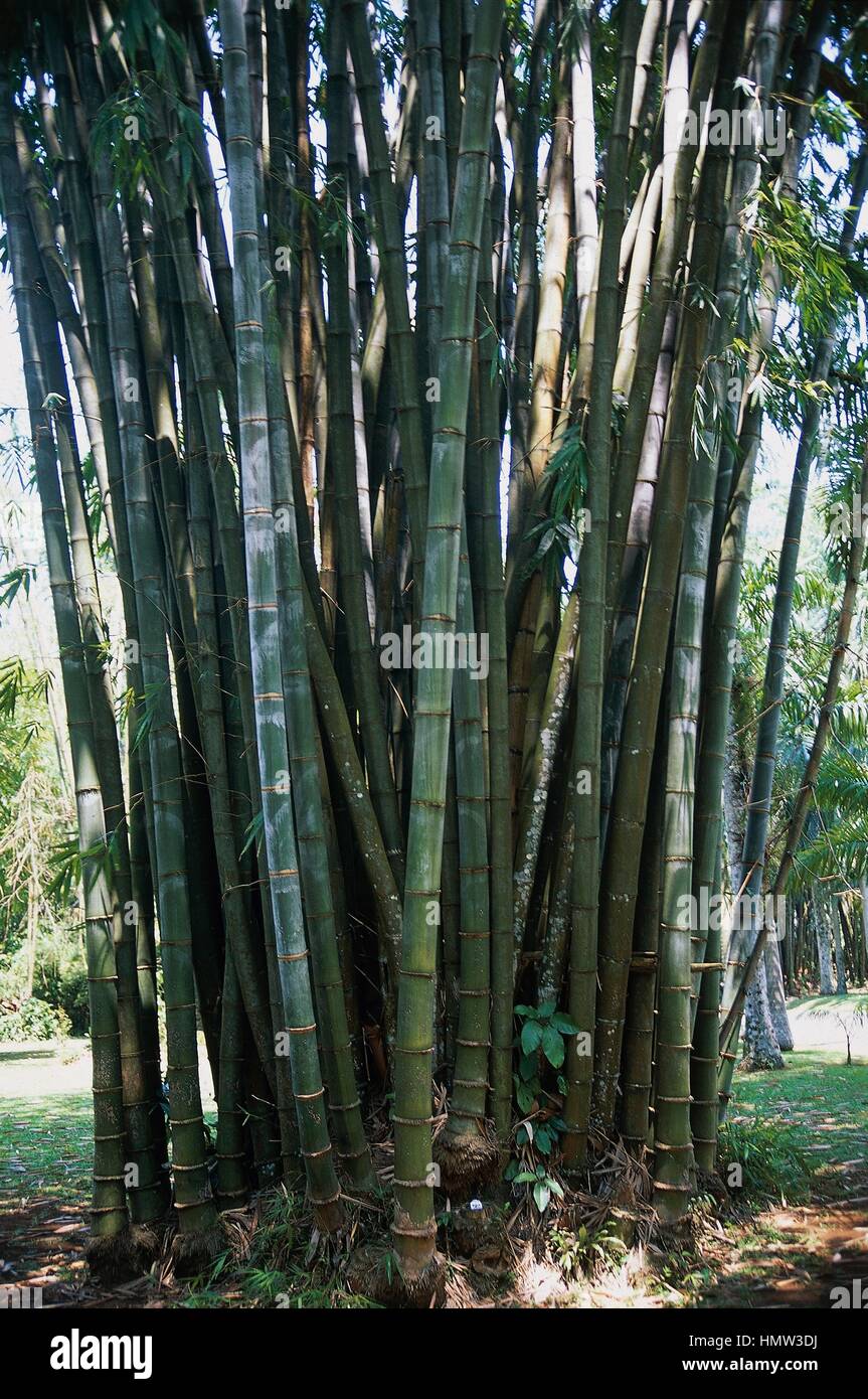 Bamboo (Bambusa sp), Poaceae. Stock Photo