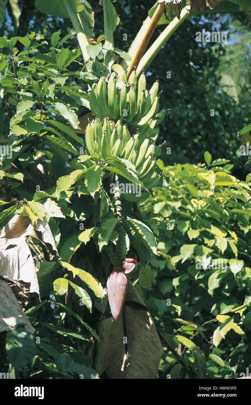 Botany - Trees - Musaceae. French plantain (Musa sapientum). Leaves and Fruits Stock Photo