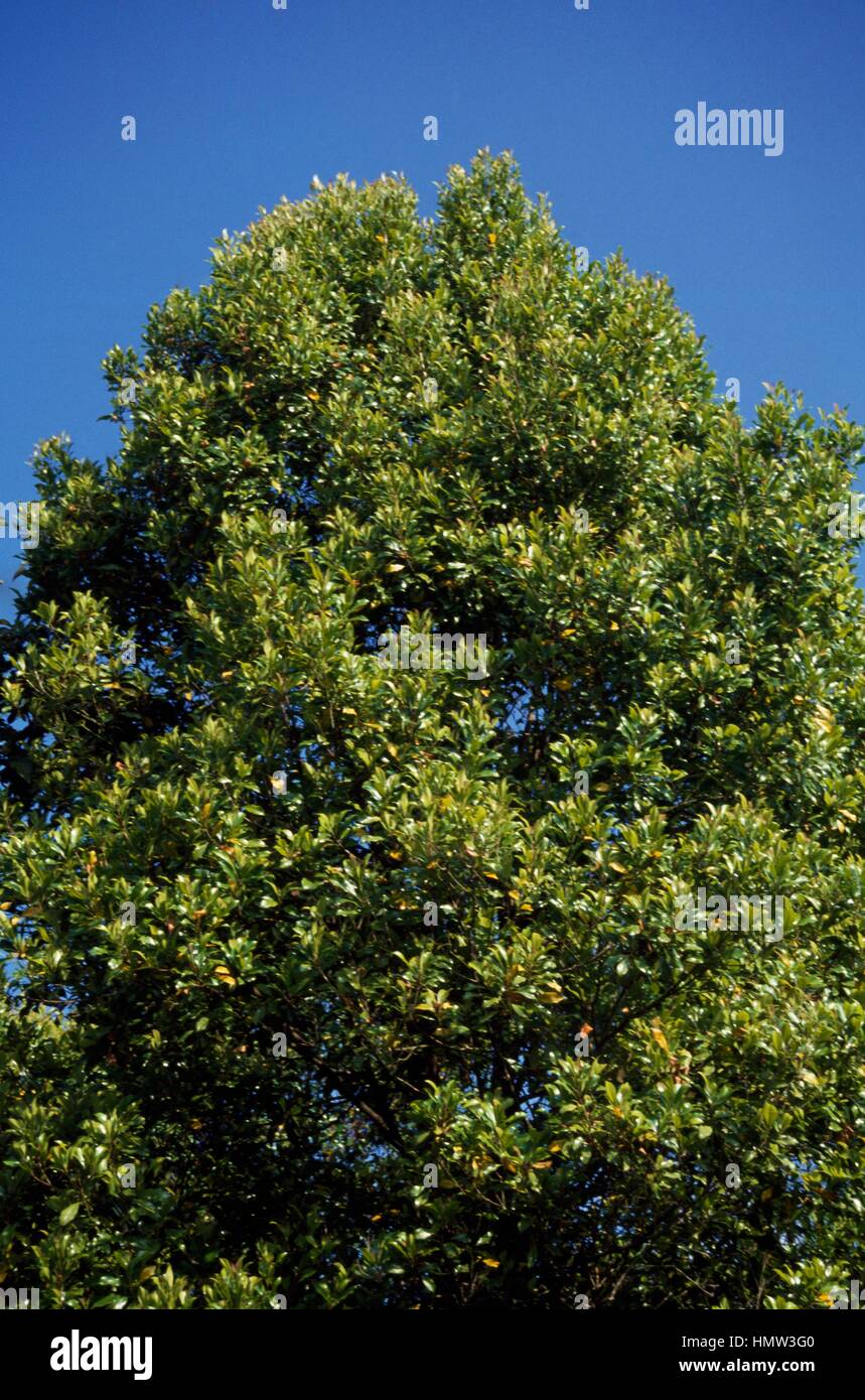 Clove tree (Eugenia caryophyllata or Syzygium aromaticum), Myrtaceae