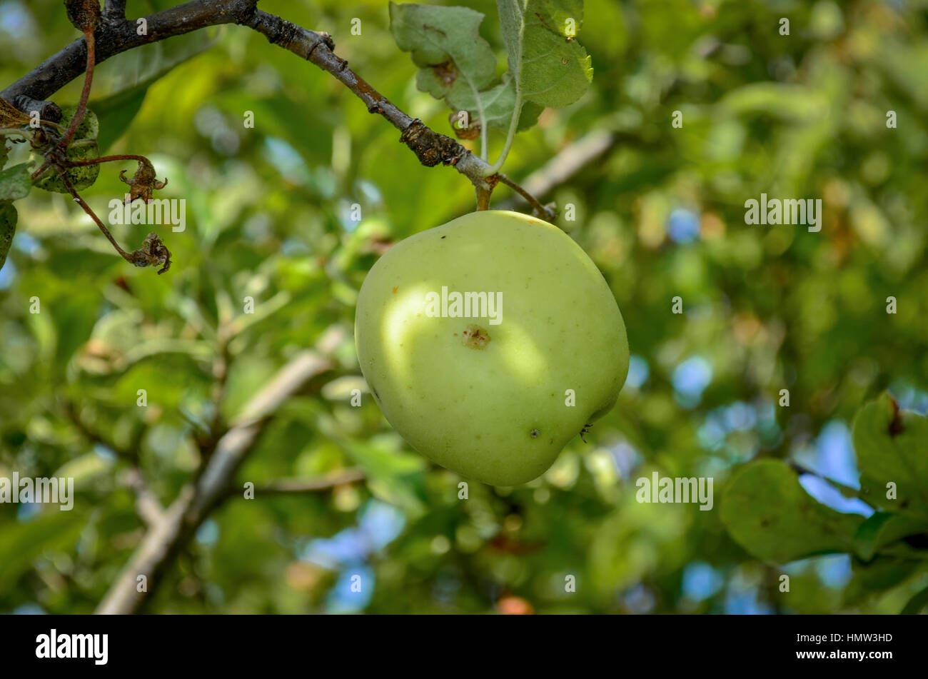 Green Apple on tree Stock Photo