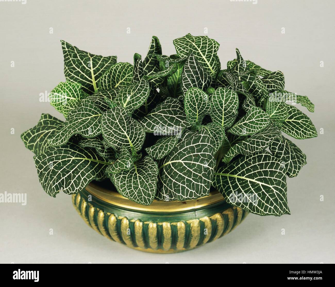 Nerve plant or Mosaic plant (Fittonia argyroneura), Acanthaceae Stock Photo  - Alamy