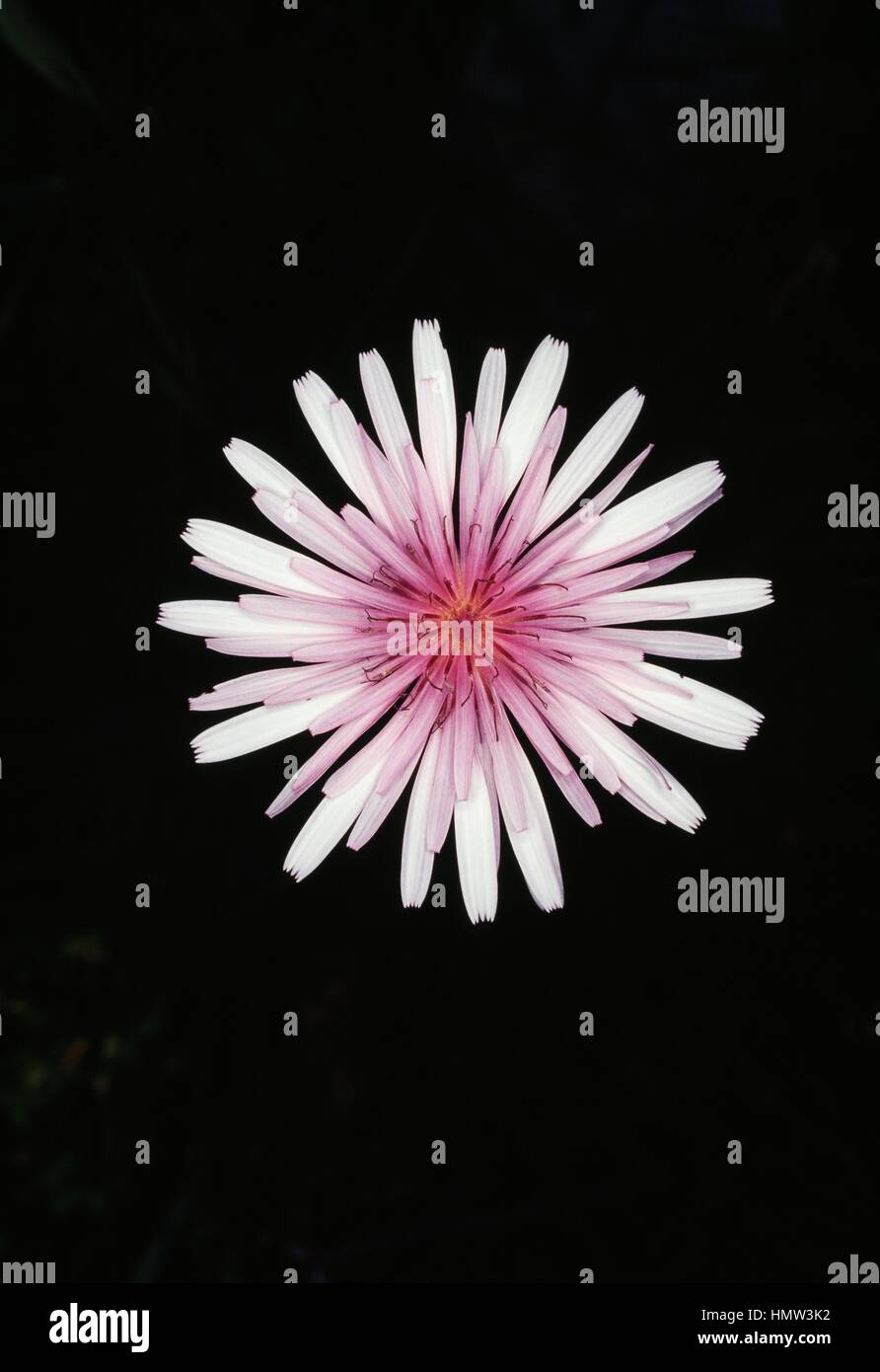 Golden hawk's-beard (Crepis aurea), Asteraceae. Stock Photo