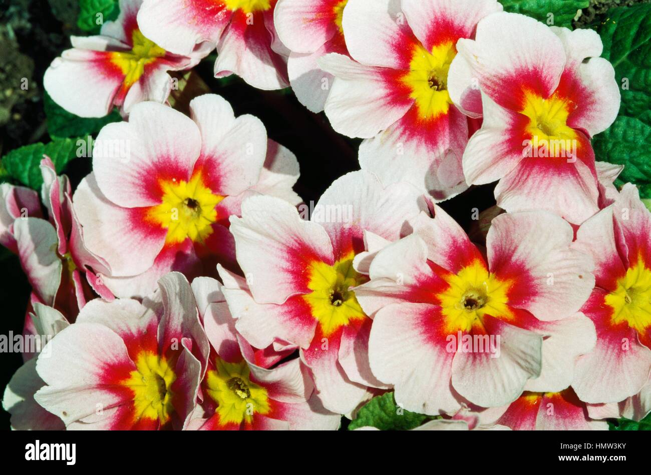 Hybrid of Primula auricula, Primulaceae. Stock Photo
