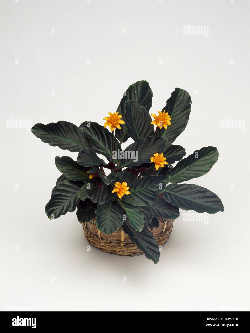 Purplestar (Calathea Rufibarba Purplestar), Marantaceae Stock Photo - Alamy