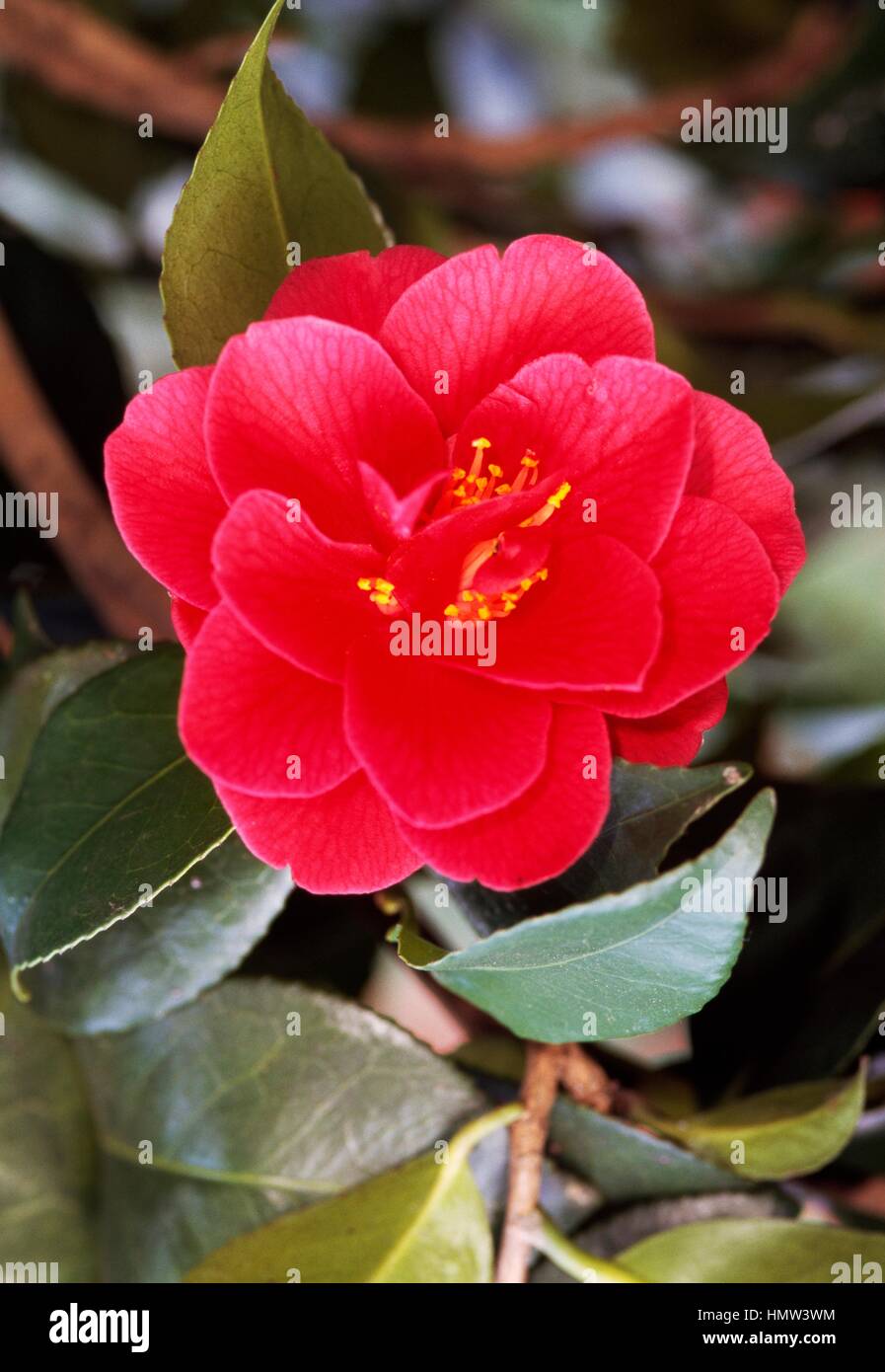 Japanese camellia (Camellia japonica Bocco), Theaceae. Stock Photo