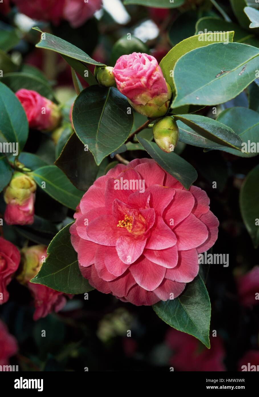 Japanese camellia (Camellia japonica Giulia Aloisi), Theaceae. Stock Photo