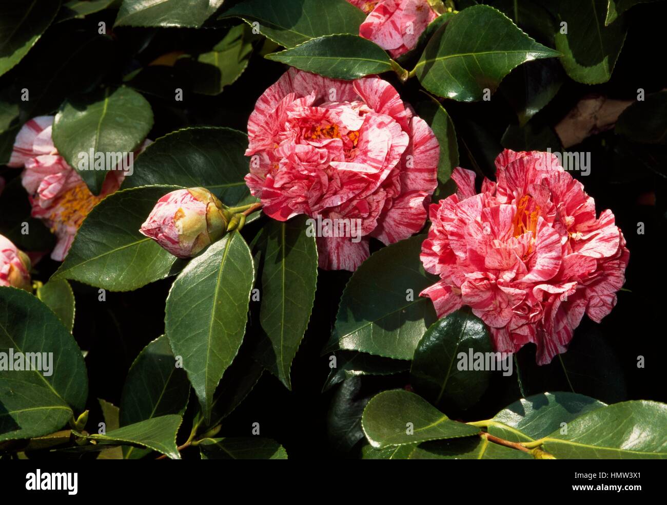 Japanese camellia (Camellia japonica Patrizia Ferrari), Theaceae. Stock Photo