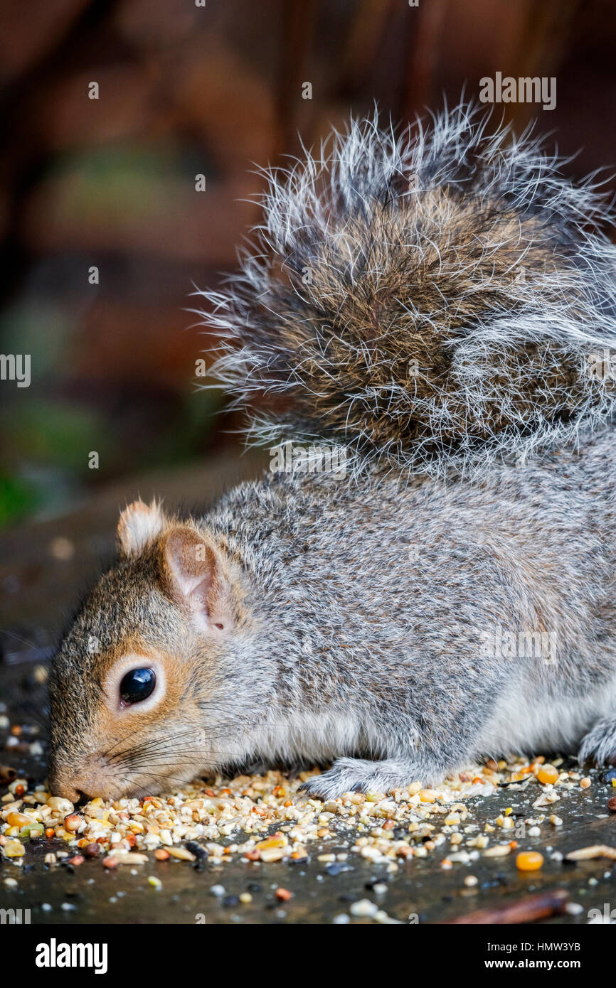 American gray squirrel, Sciurus carolinensis, eating birdfood in an English garden in winter Stock Photo
