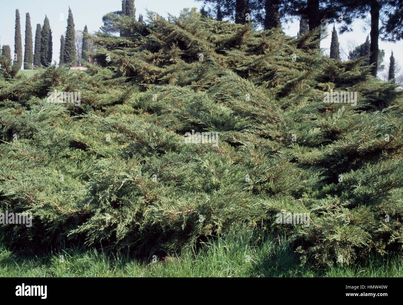 Chinese juniper (Juniperus x pfitzeriana), Cupressaceae. Stock Photo