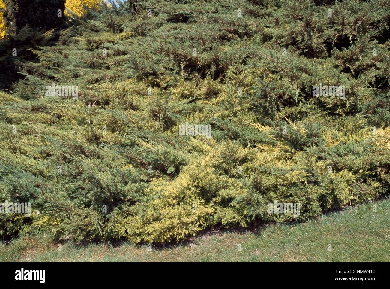 Chinese juniper (Juniperus x pfitzeriana), Cupressaceae. Detail. Stock Photo