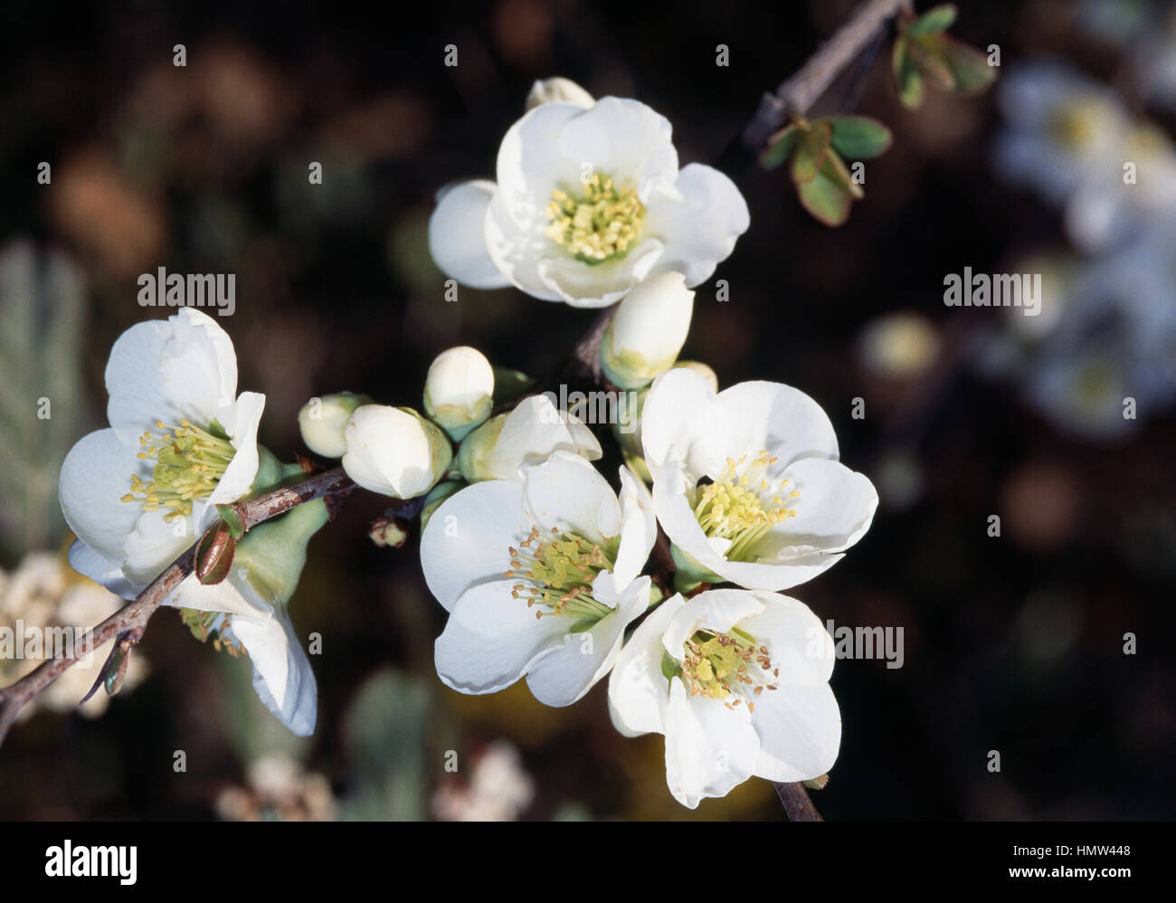 Flowering quince white, Japanese quince white or mugua white (Chaenomeles mugua), Rosaceae. Stock Photo