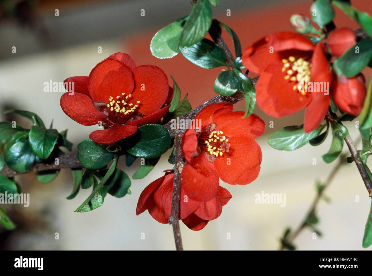 Flowering quince red, Japanese quince white or mugua white (Chaenomeles mugua), Rosaceae. Stock Photo