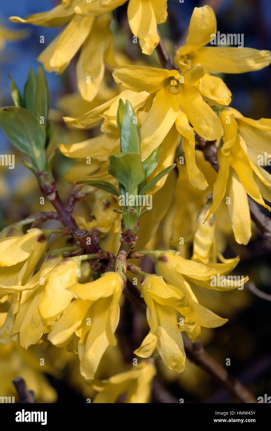 Border forsythia (Forsythia x intermedia Spring Glory), Oleaceae. Stock Photo