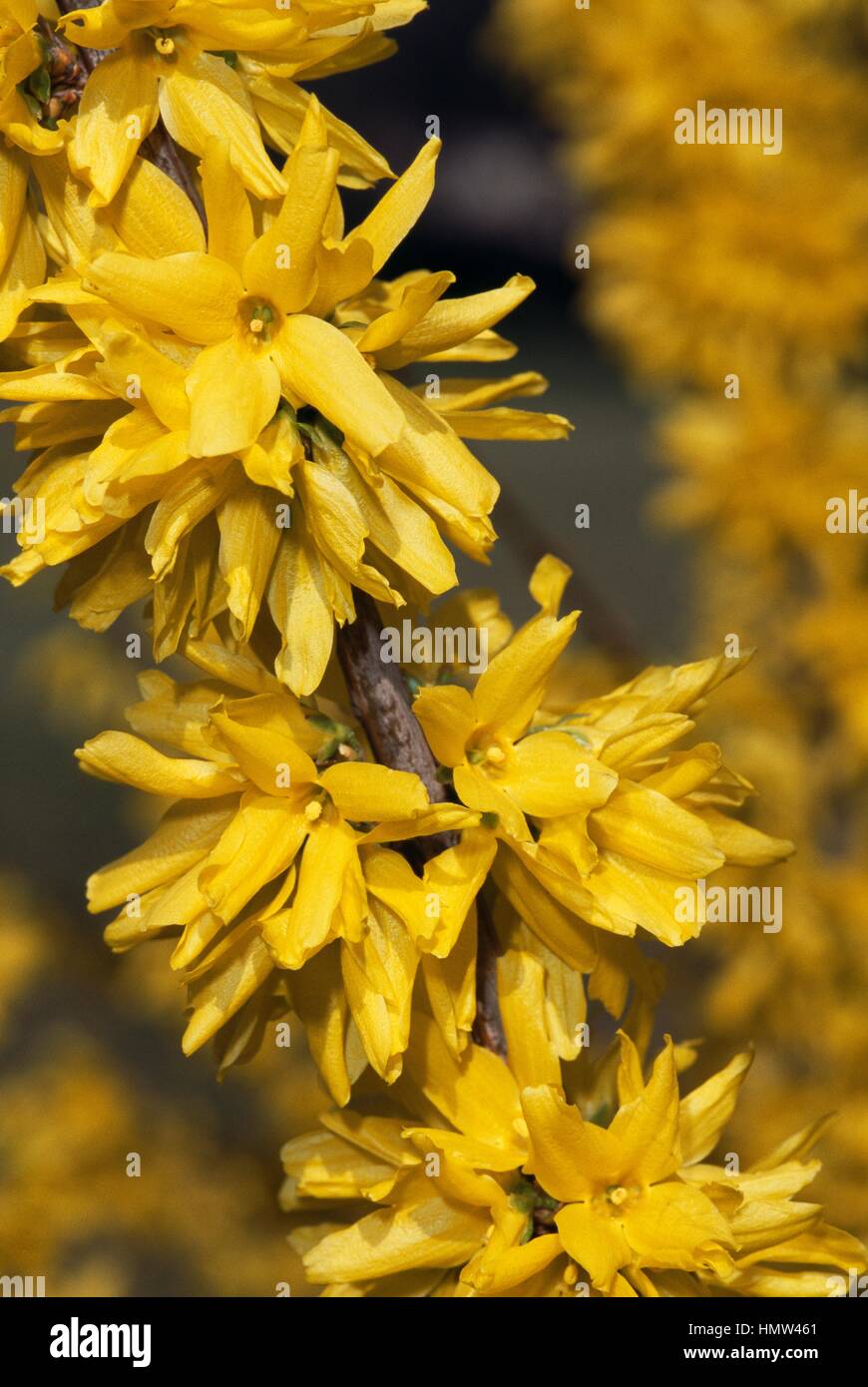 Border forsythia (Forsythia x intermedia Spring Glory), Oleaceae. Stock Photo