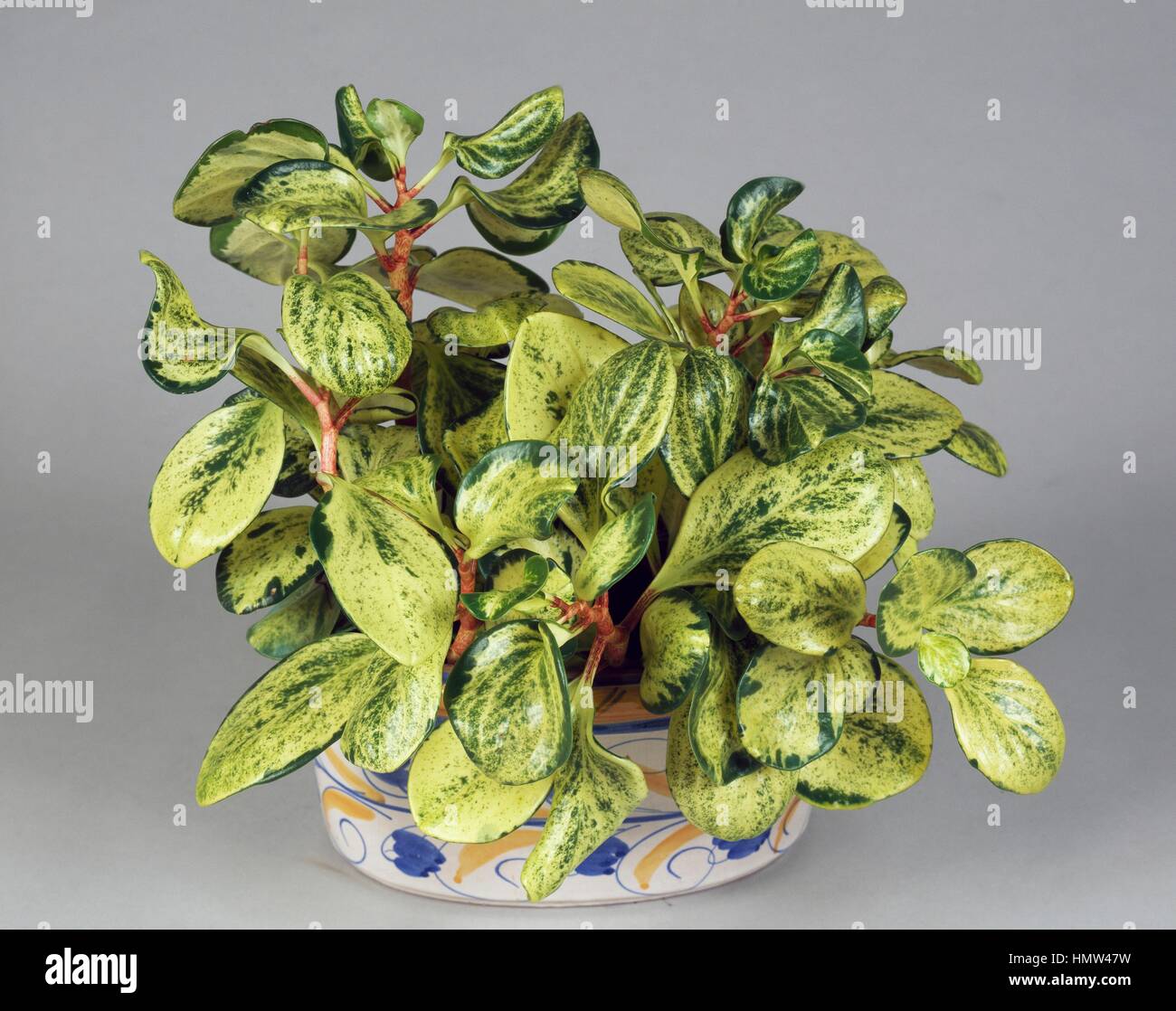 Spoonleaf hi-res stock photography and images - Alamy