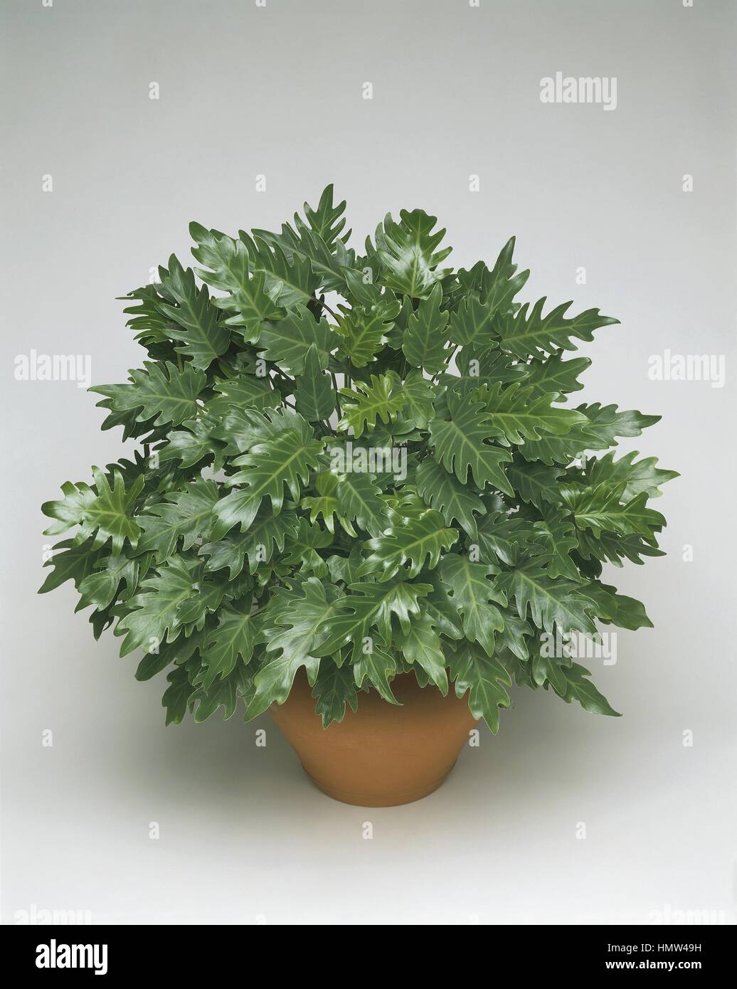 Houseplants - Araceae. Philodendron laciniatum Stock Photo - Alamy
