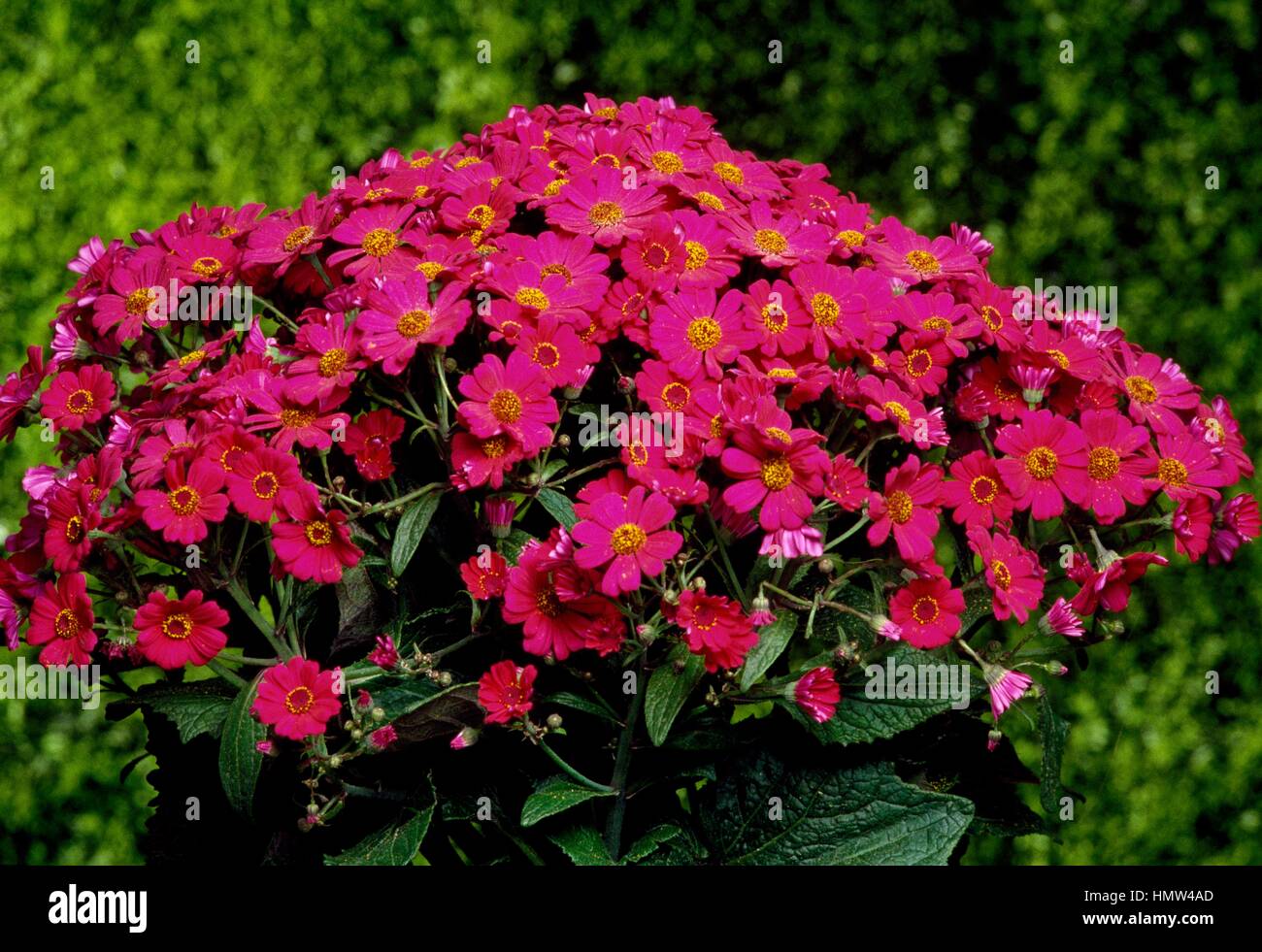 Cineraria (Senecio cruentus, Pericallis cruenta or Pericallis x hybrida), Asteraceae. Stock Photo