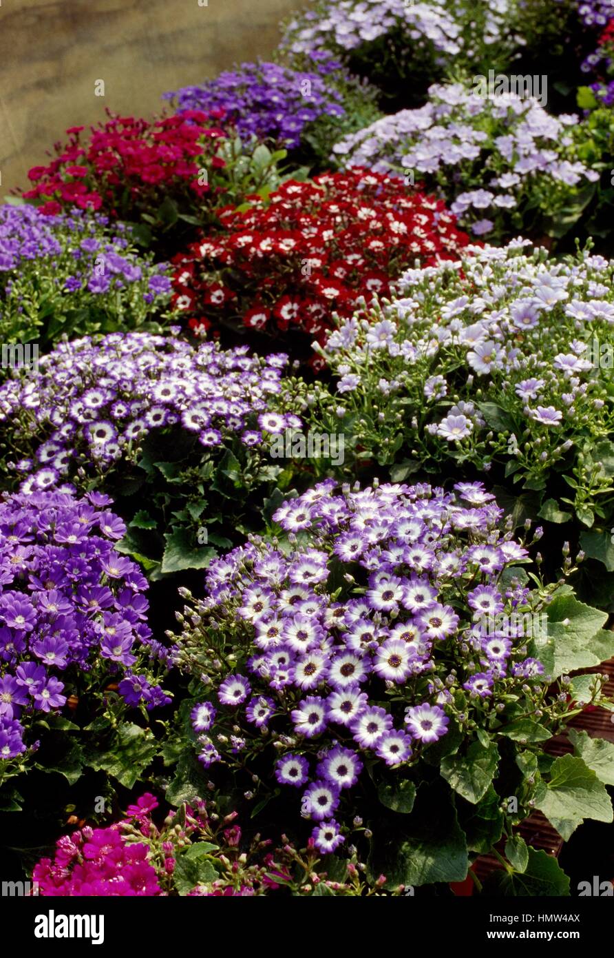 Cineraria (Senecio cruentus, Pericallis cruenta or Pericallis x hybrida), Asteraceae. Stock Photo