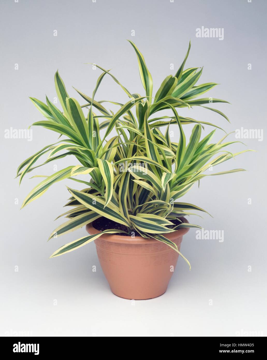 Pleomele or Song of India (Dracaena reflexa), Asparagaceae Stock Photo -  Alamy