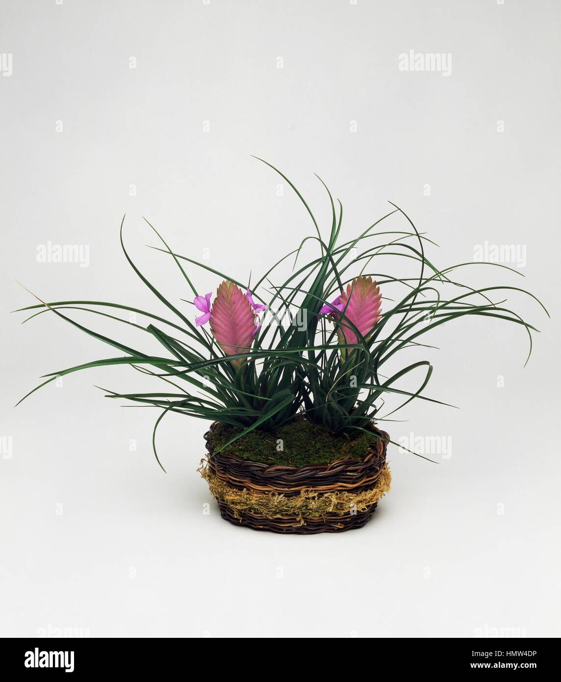 Pink quill (Tillandsia cyanea), Bromeliaceae. Stock Photo