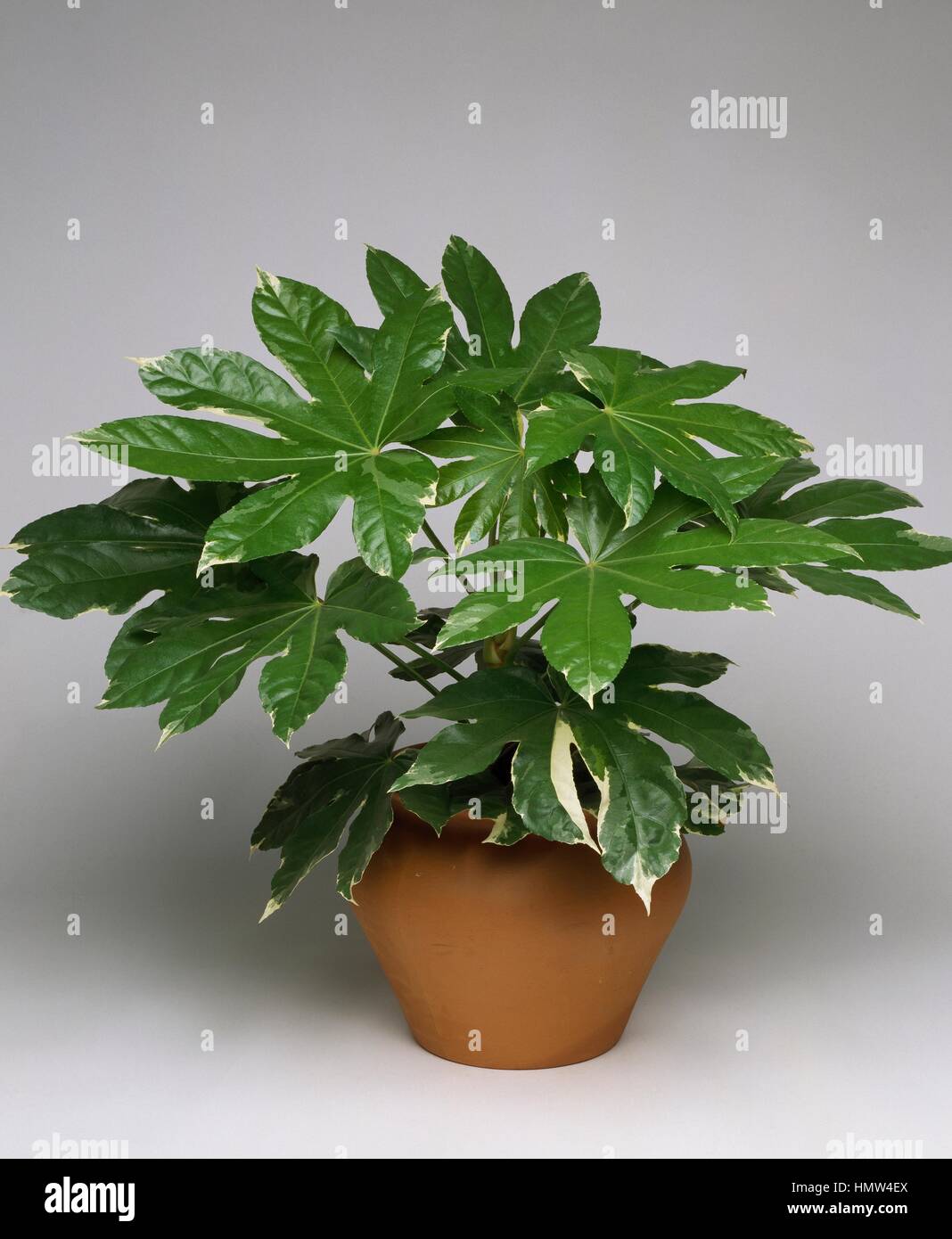 Fatsia or Japanese aralia (Aralia sieboldii Variegata o Fatsia japonica Variegata), Araliaceae. Stock Photo