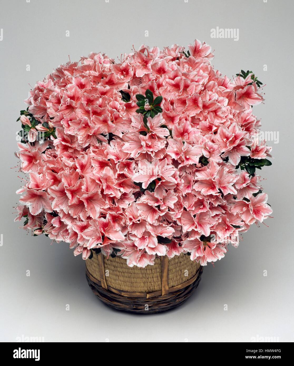 Rhododendron (Azalea indica Madame Kint o Rhododendron simsii Madame Kint), Ericaceae. Stock Photo