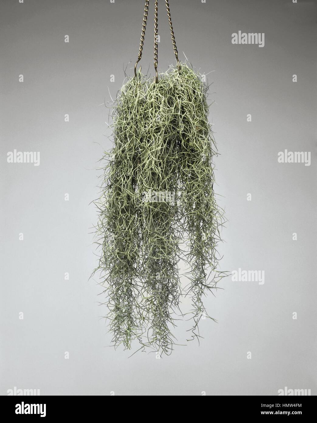 Houseplants - Bromeliaceae. Spanish moss (Tillandsia usneoides) Stock Photo