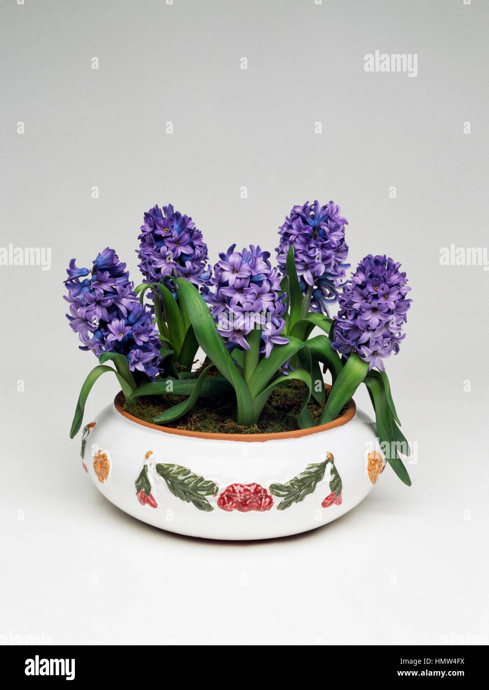 Hyacinths (Hyacinthus sp), Hyacinthaceae. Stock Photo