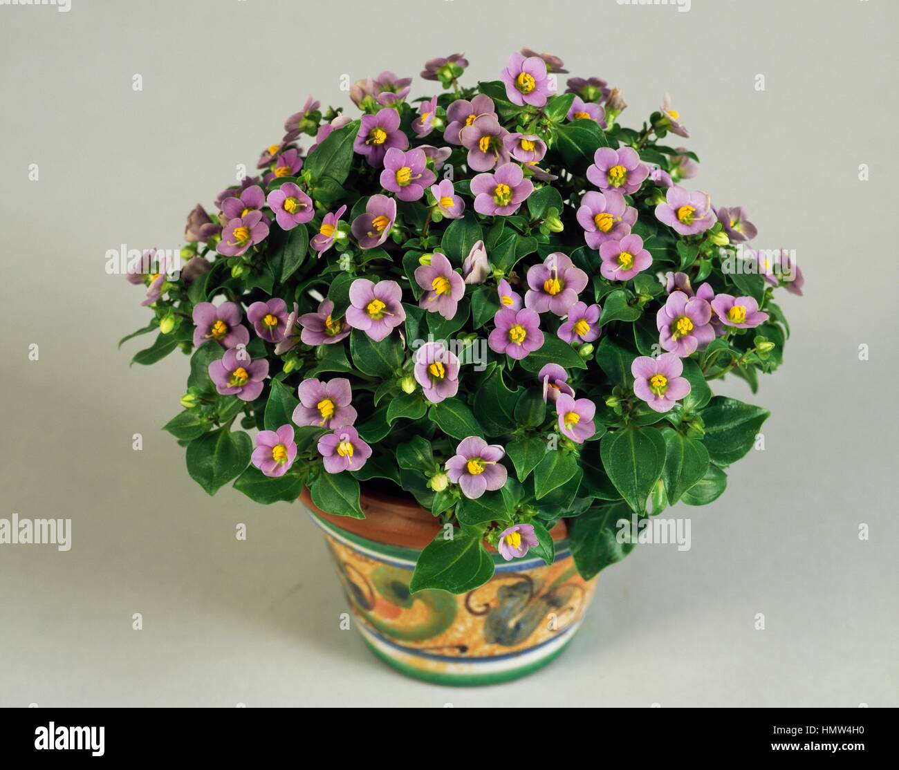 German violet, persian violet (Exacum affine), Gentianaceae. Stock Photo