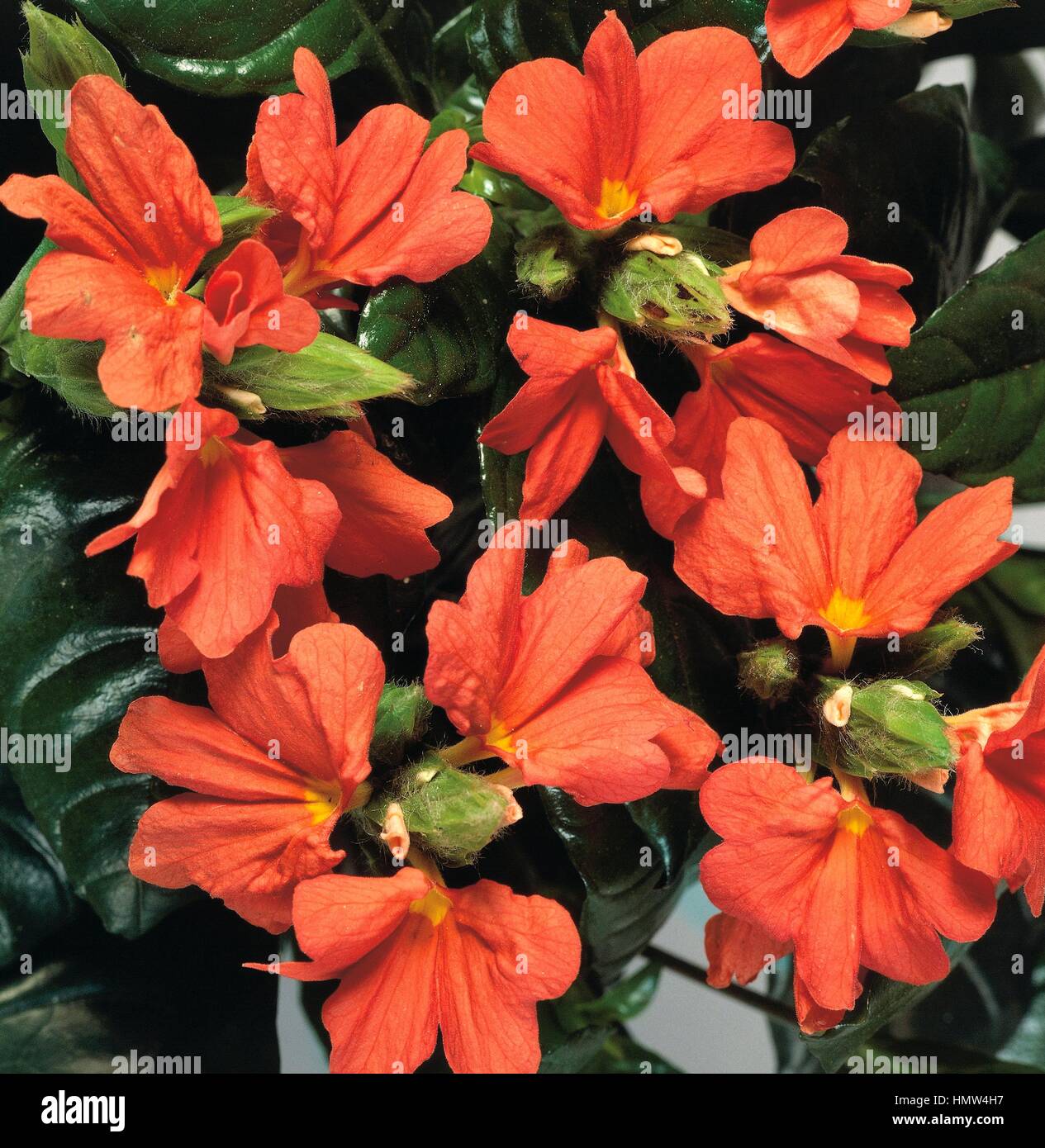 Firecracker flower (Crossandra infundibuliformis), Acanthaceae. Stock Photo