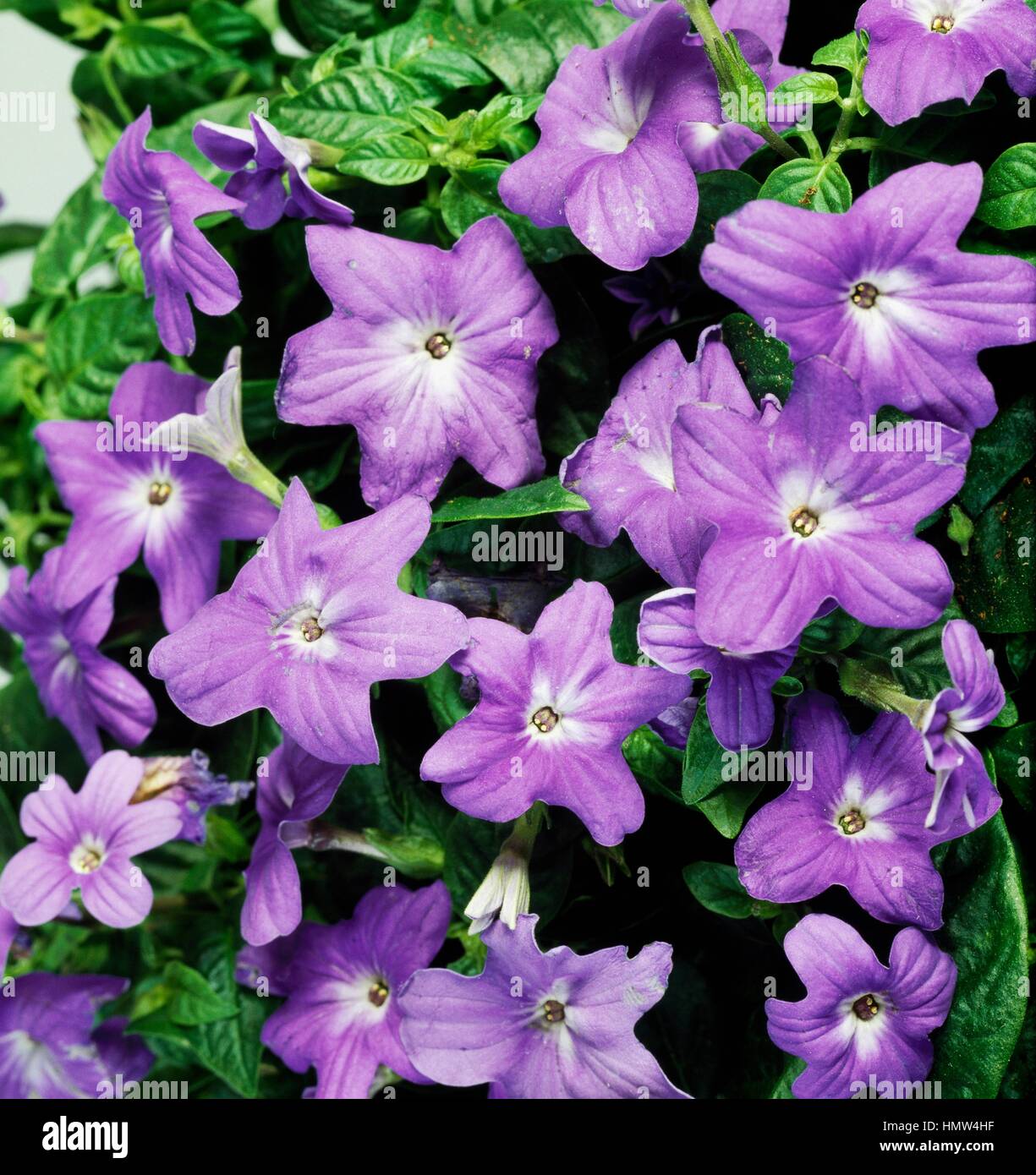 Bush Violet or Sapphire Flower (Browallia speciosa Blue Troll), Solanaceae. Stock Photo