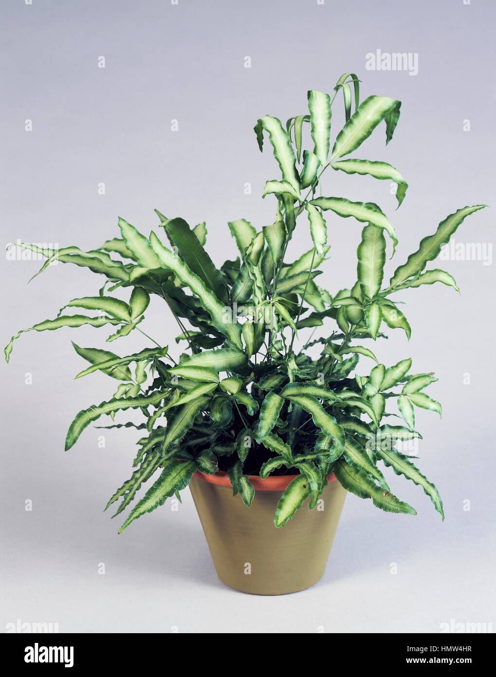 Cretan brake or Table fern (Pteris cretica), Pteridaceae. Stock Photo