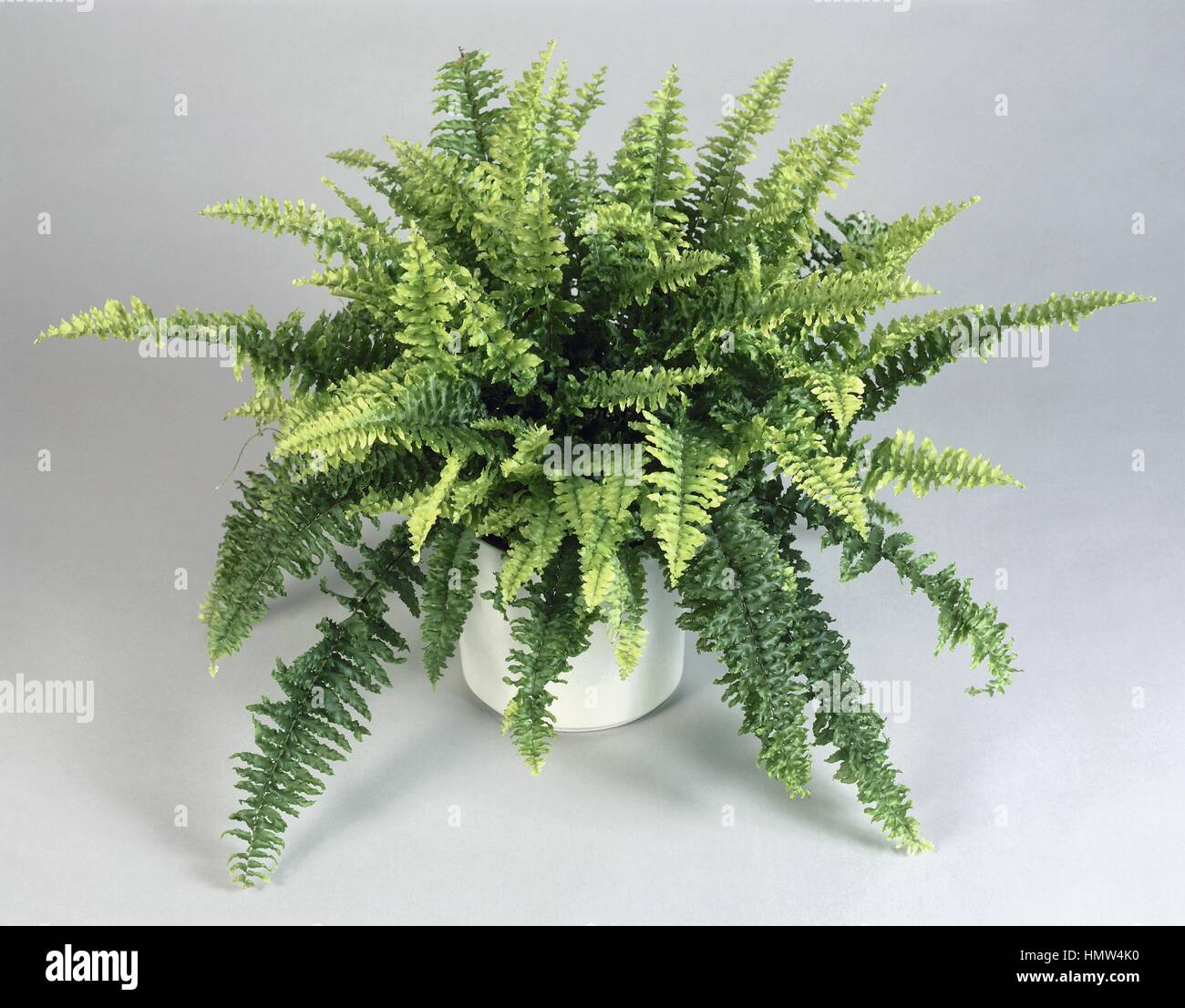 Houseplants - Lomariopsidaceae. Boston fern (Nephrolepis exaltata 'Teddy junior') Stock Photo
