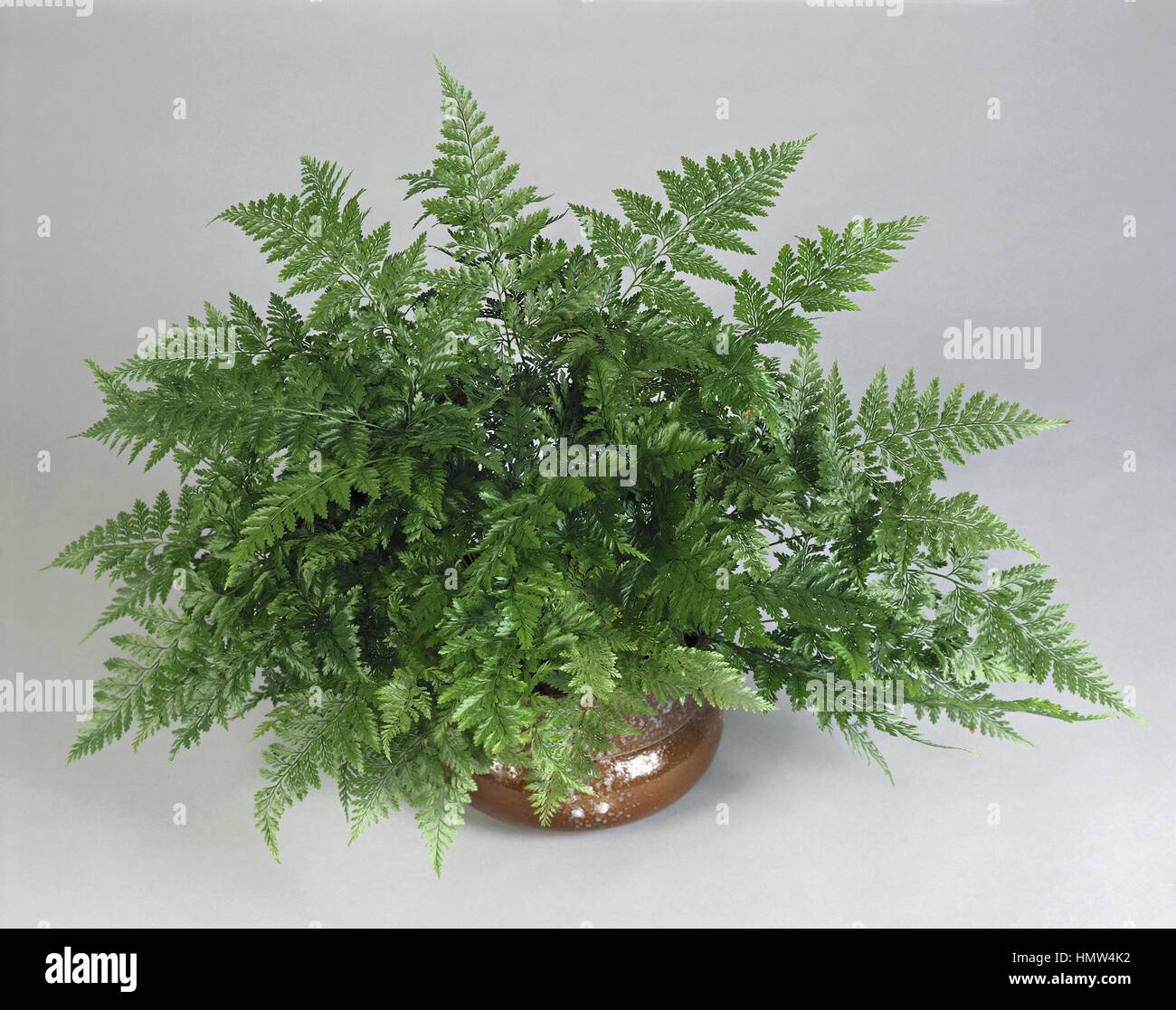 Houseplants - Davalliaceae. Davallia bullata Stock Photo