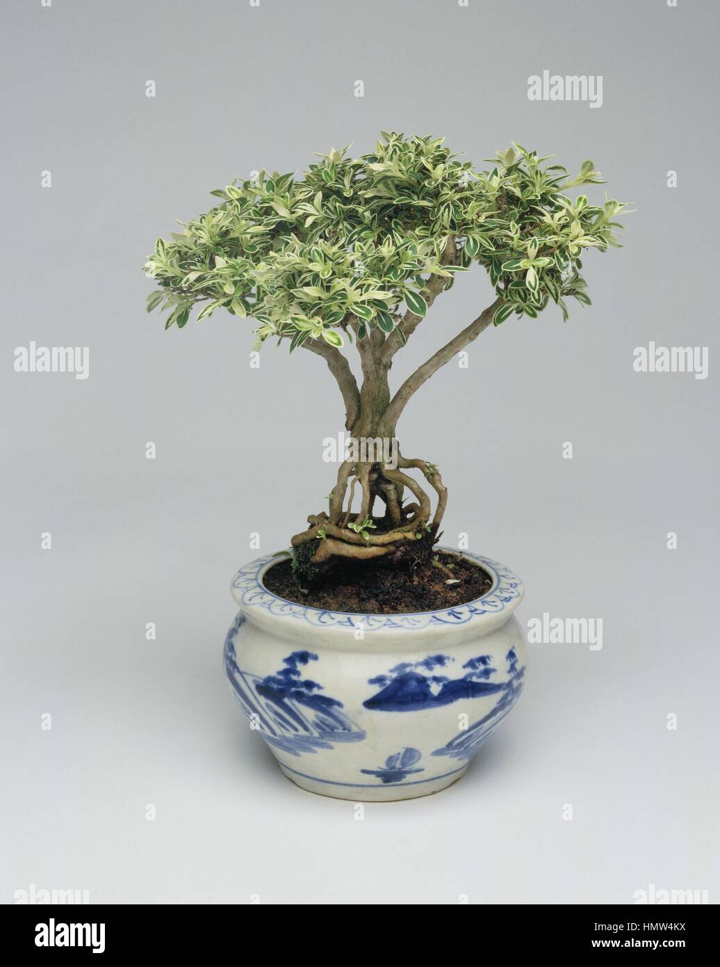 Bonsai tree, Snowrose (Serissa foetida), studio shot Stock Photo
