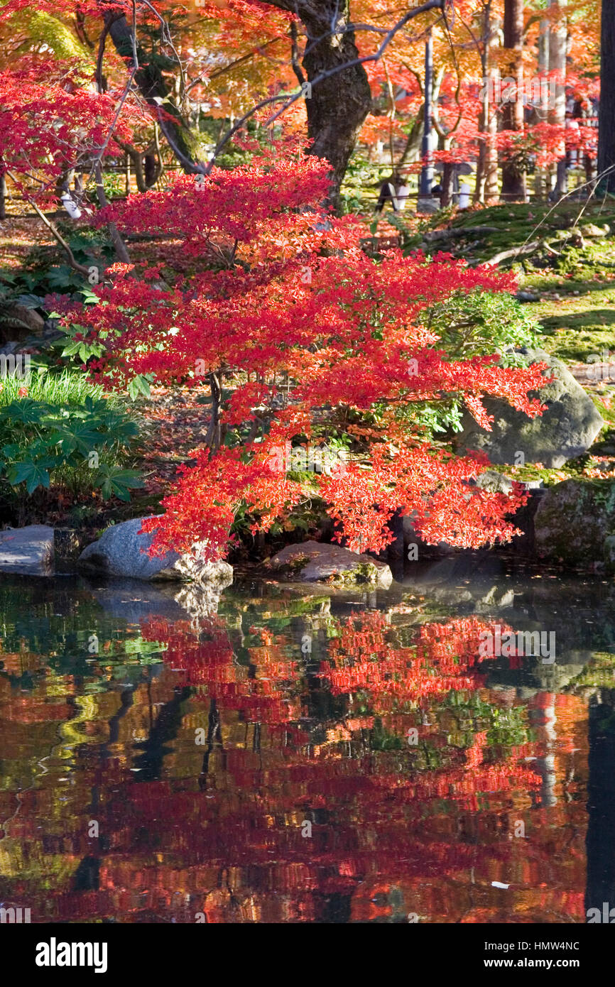 Red japanese maple leaves in autumn Stock Photo