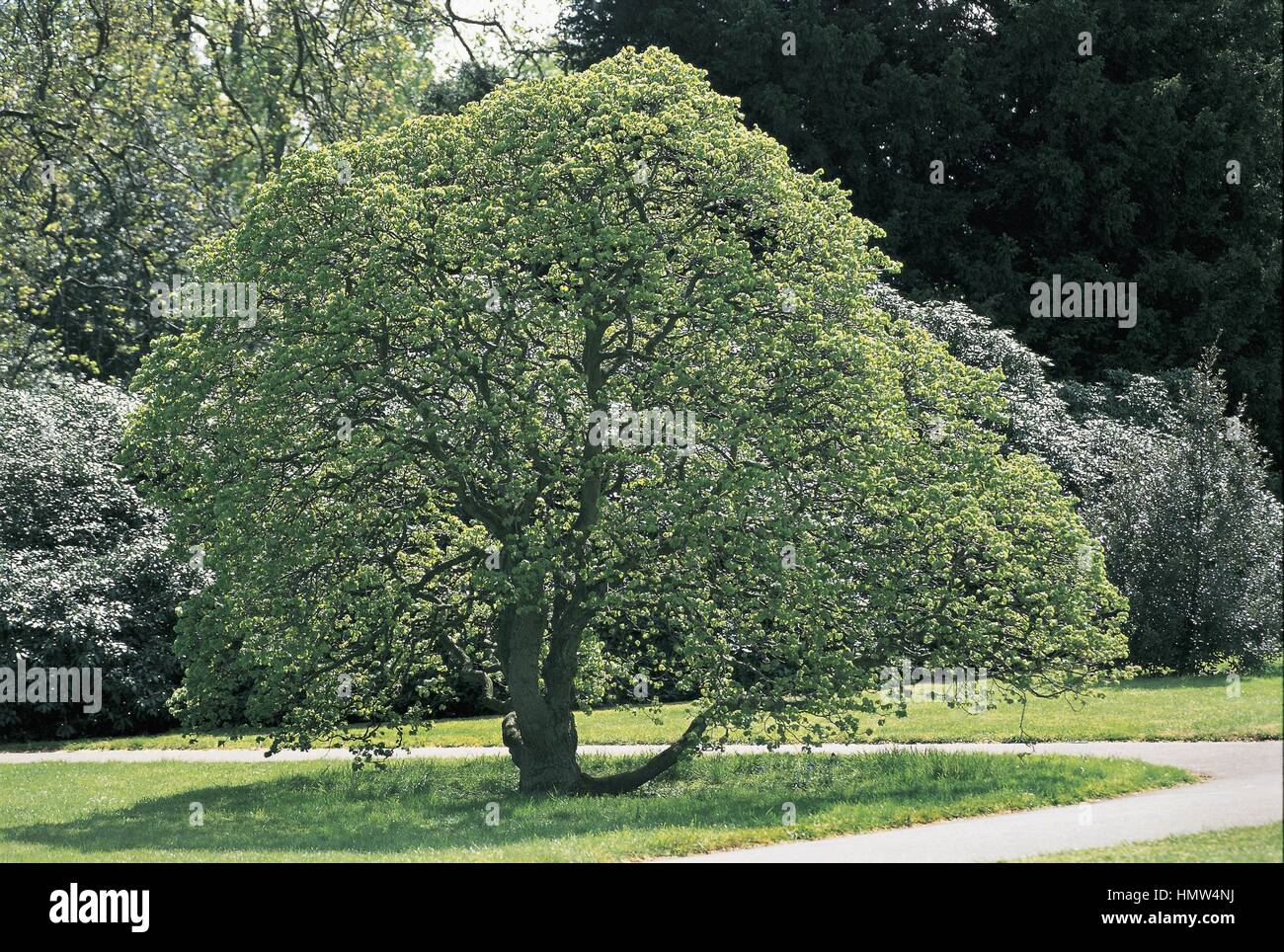 Botany - Trees - Ulmaceae. Dwarf Wych elm (Ulmus glabra 'Nana') Stock Photo