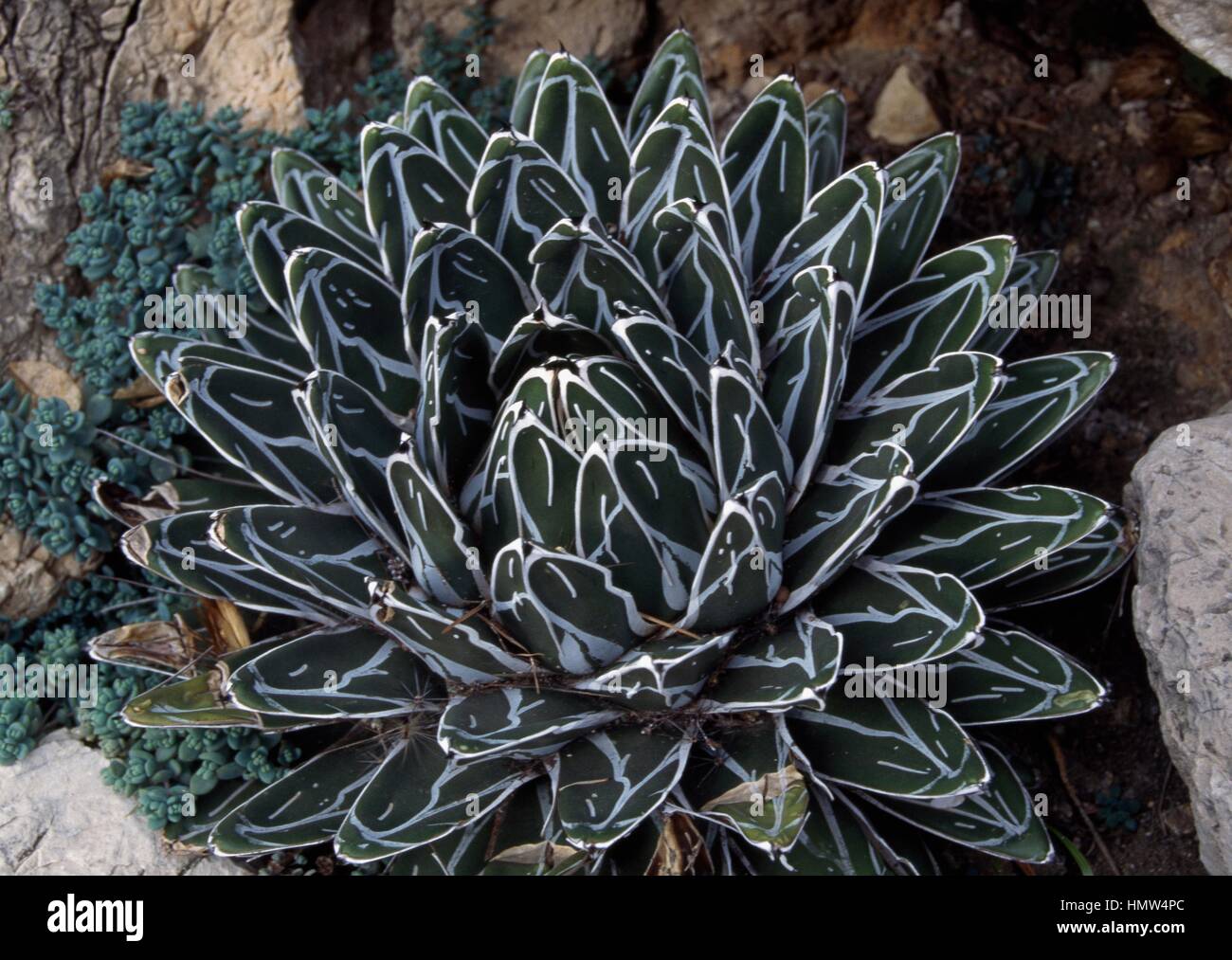 Queen Victoria's agave (Agave victoriae-reginae), Agavaceae Stock Photo ...