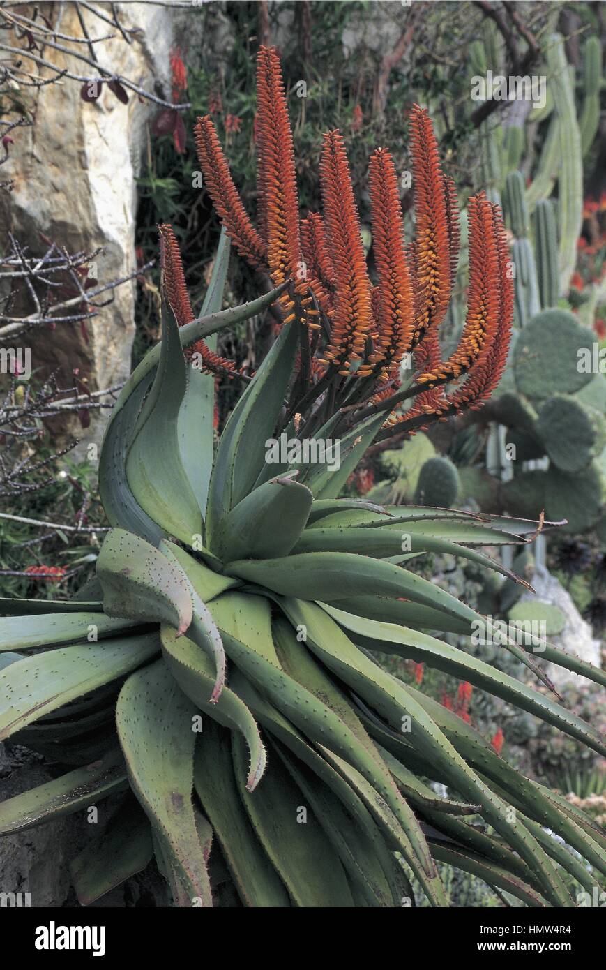 Botany - Aloaceae. Red aloe (Aloe ferox Stock Photo - Alamy