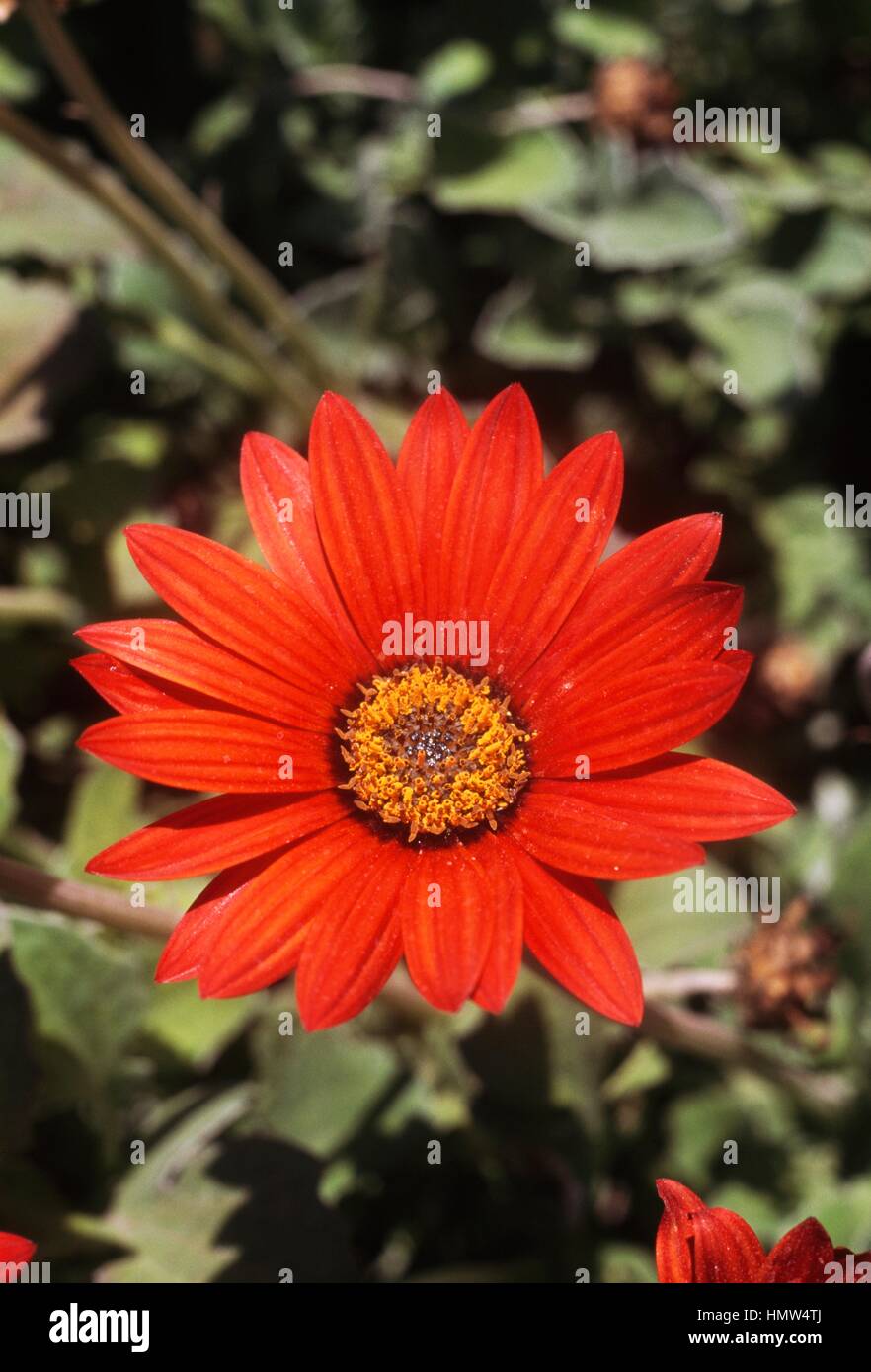 African bush daisy (Euryops chrysanthemoides), Asteraceae. Stock Photo