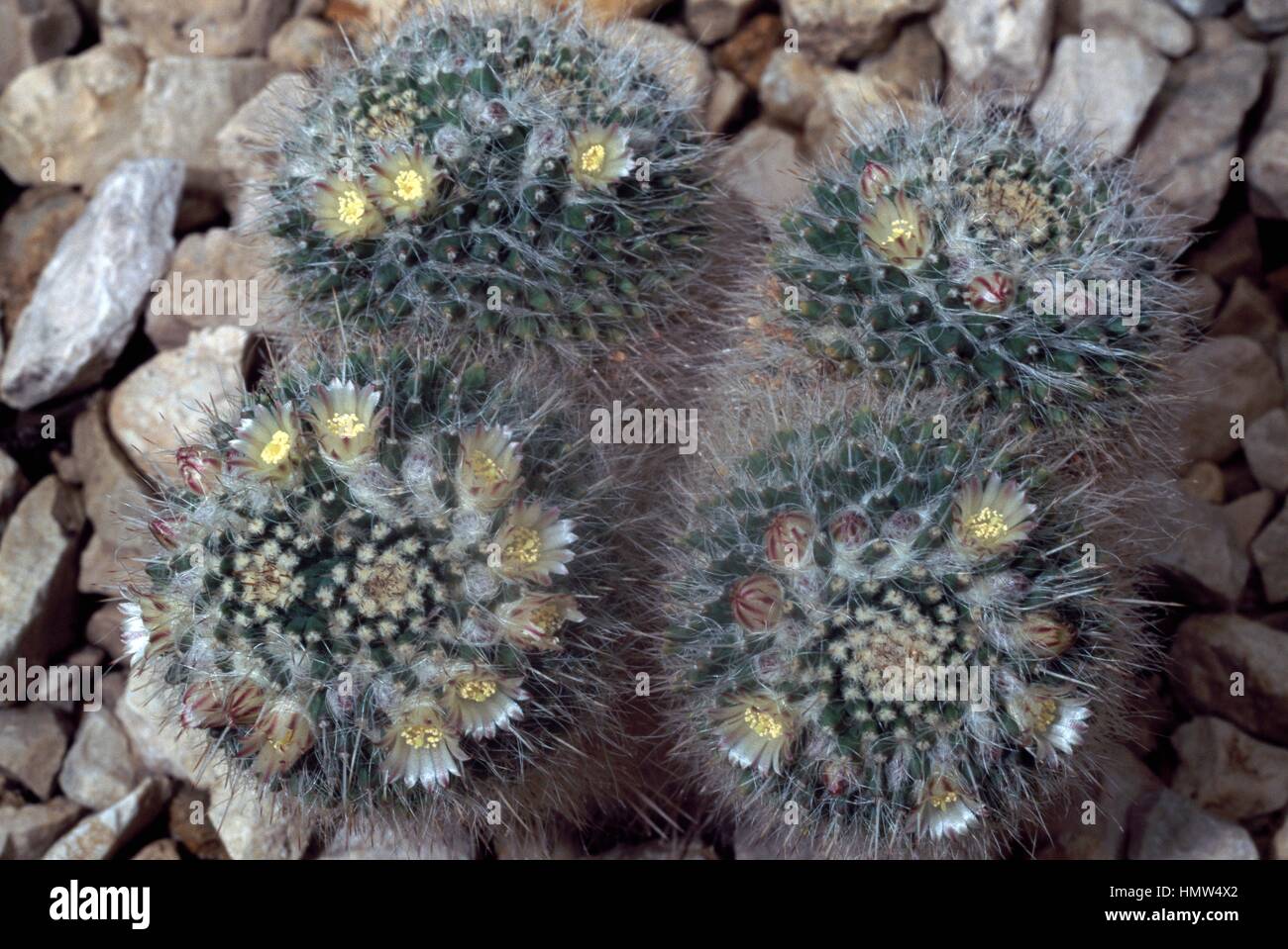 Silver arrows (Mammillaria nejapensis), Cactaceae Stock Photo - Alamy