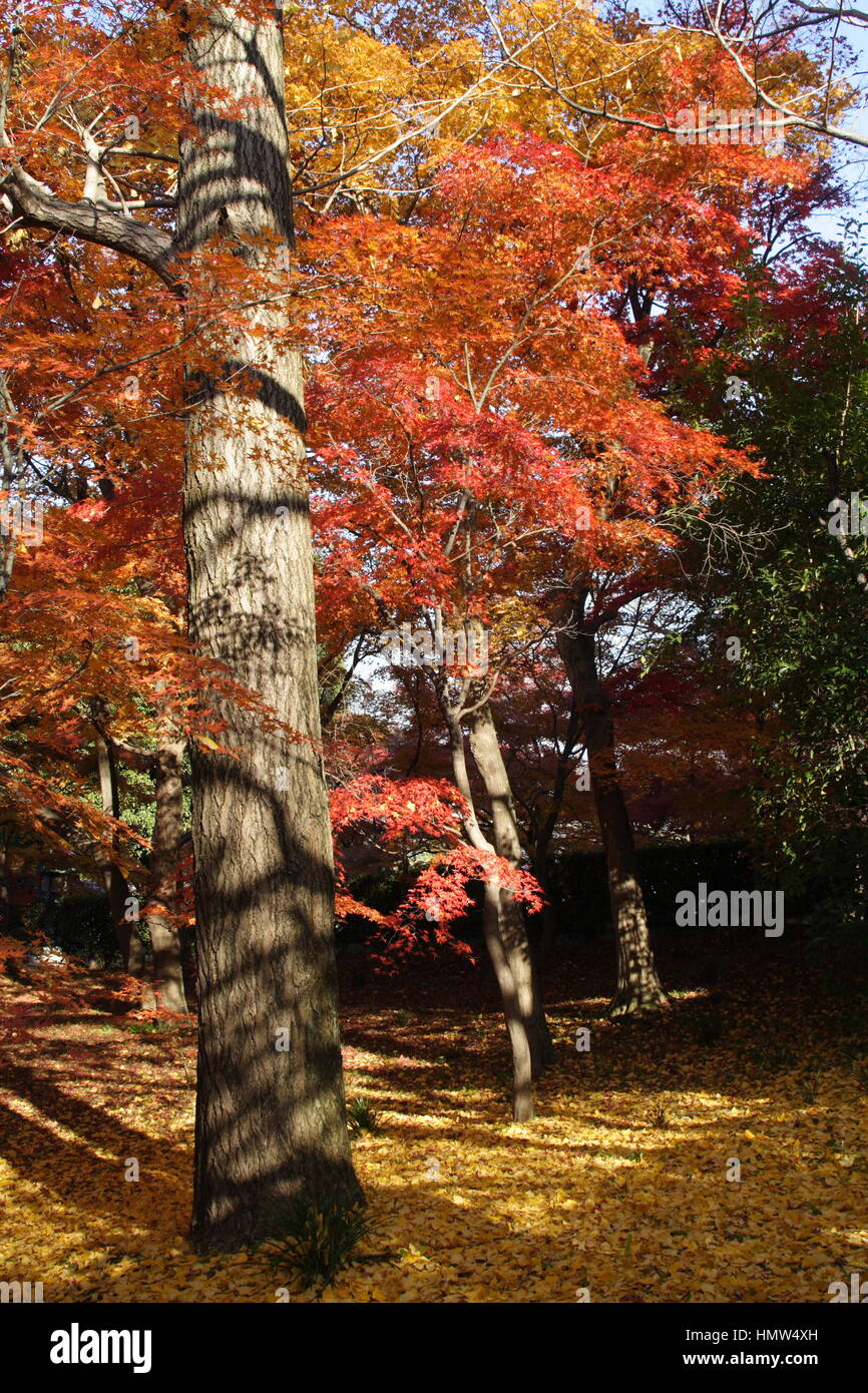 Red japanese maple leaves in autumn Stock Photo - Alamy